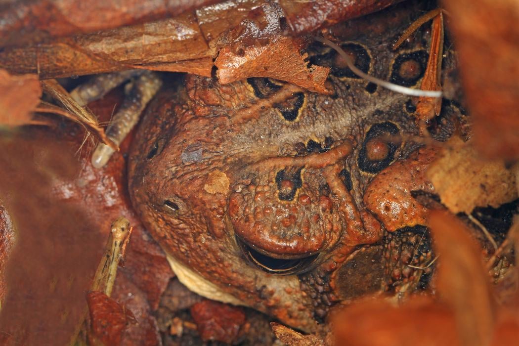 The American toad (Anaxyrus americanus) uses leaf litter to hide and hibernate. Image: Judy Galagher CC BY 2.0