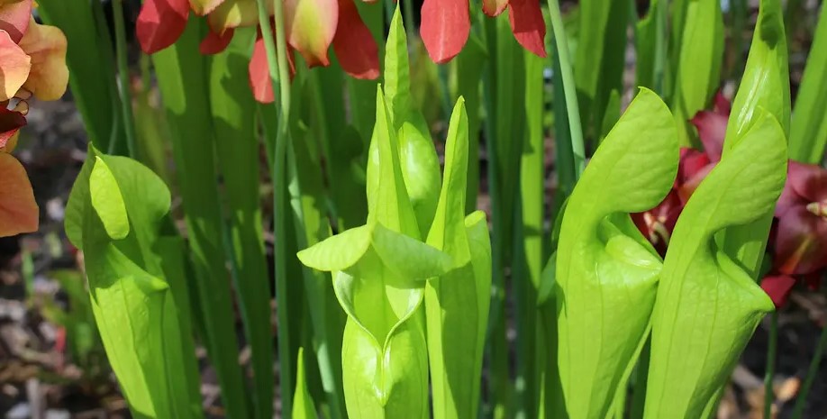 Several carnivorous pitcher plants with other red and yellowish flowers in the background