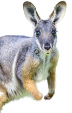 We're a conservation charity