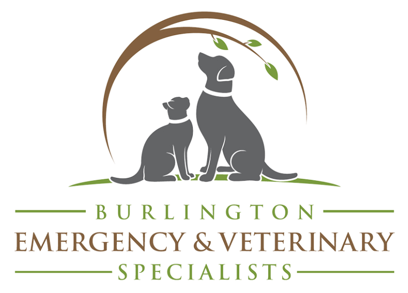 Burlington Emergency and Veterinary Specialists