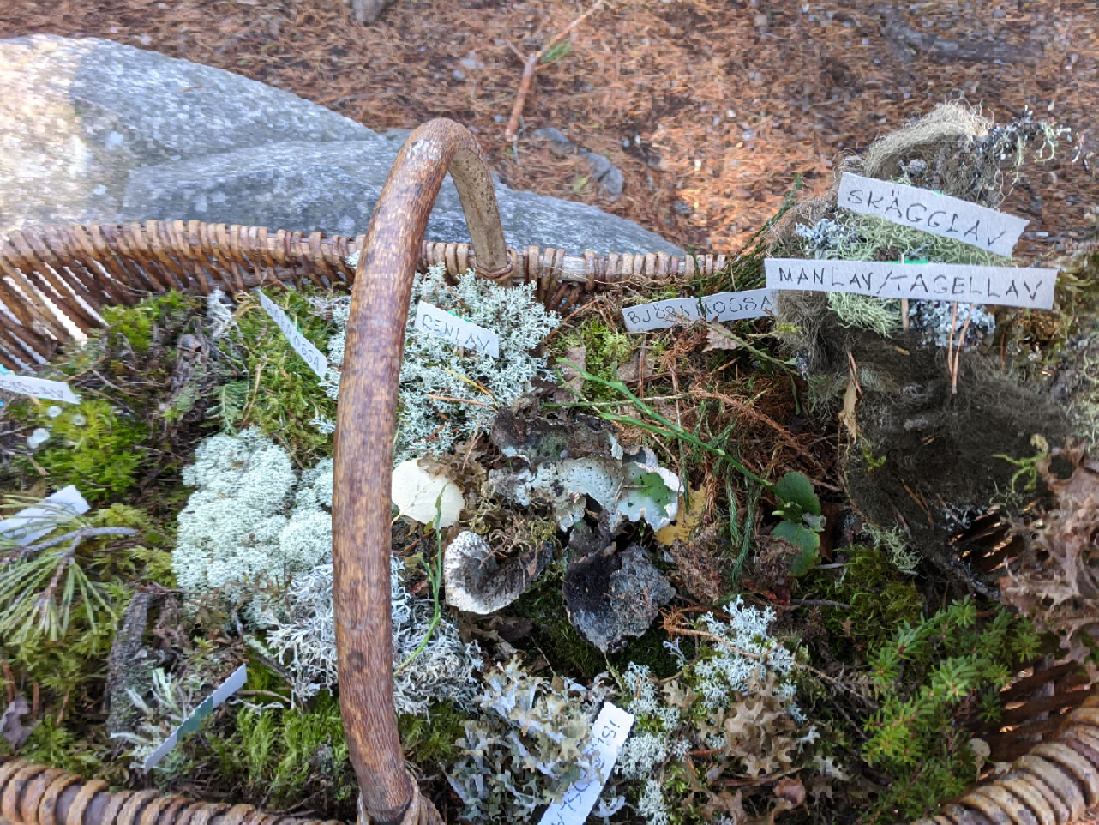 Korg med mossor & lavar från Natursnokarna i Falun, foto: Eva Bååth Holmqvist Korg med mossor & lavar från Natursnokarna i Falun, foto: Eva Bååth Holmqvist