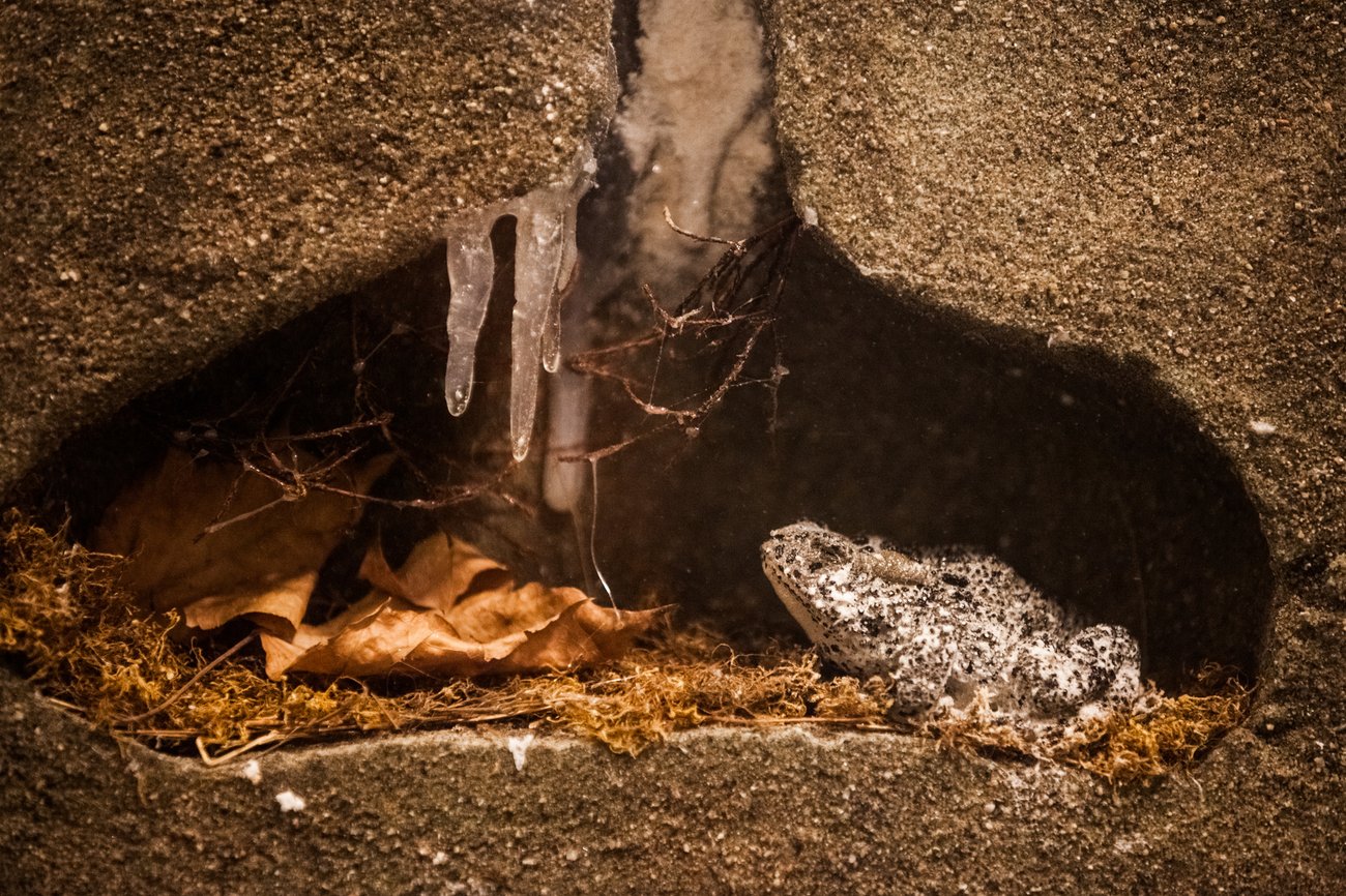 Groda i vinterdvalagömme, foto: Benoit Daoust, Mostphotos
