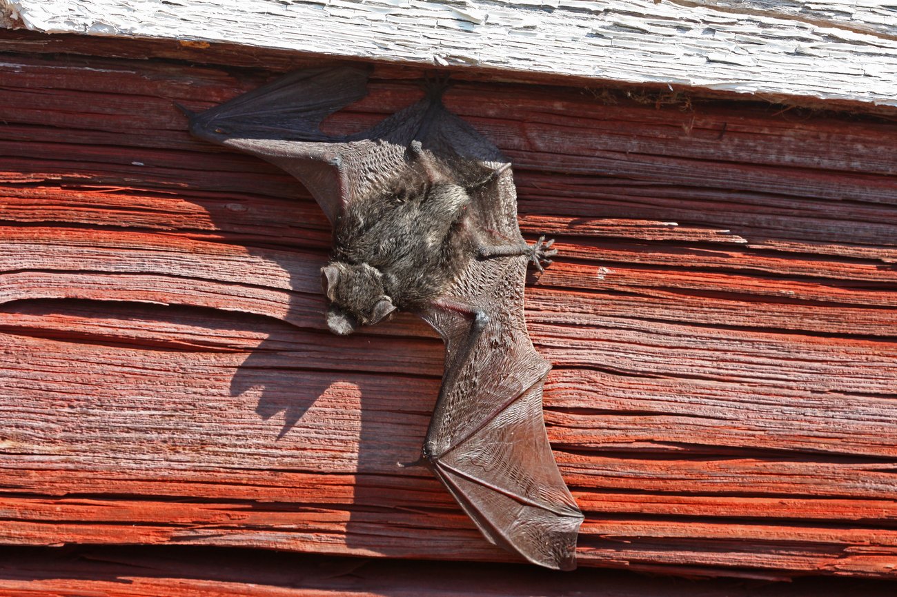 Gråskimlig fladdermus, foto: Sirpa Ukura, Mostphotos