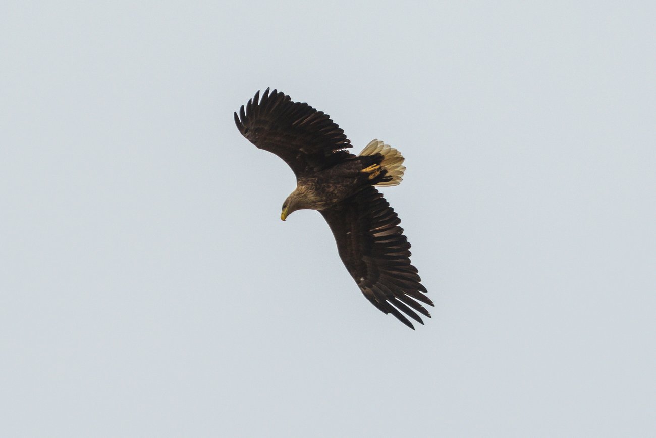 Flygande havsörn, foto: Stefan Holm, Mostphotos