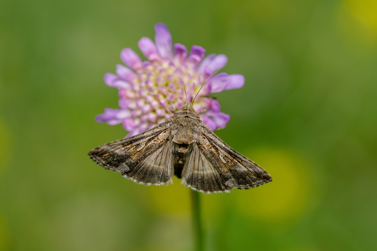 Gammafly på vädd, foto: Magnus Binnerstam, Mostphotos