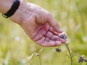Hand som plockar frö från en blomma.