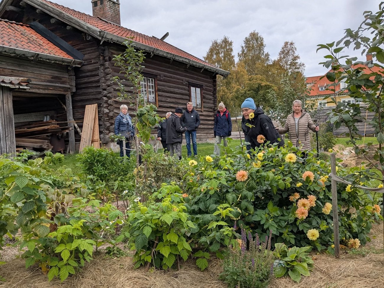 Mångfaldens trädgård i Mora, foto: Lillian Lundin