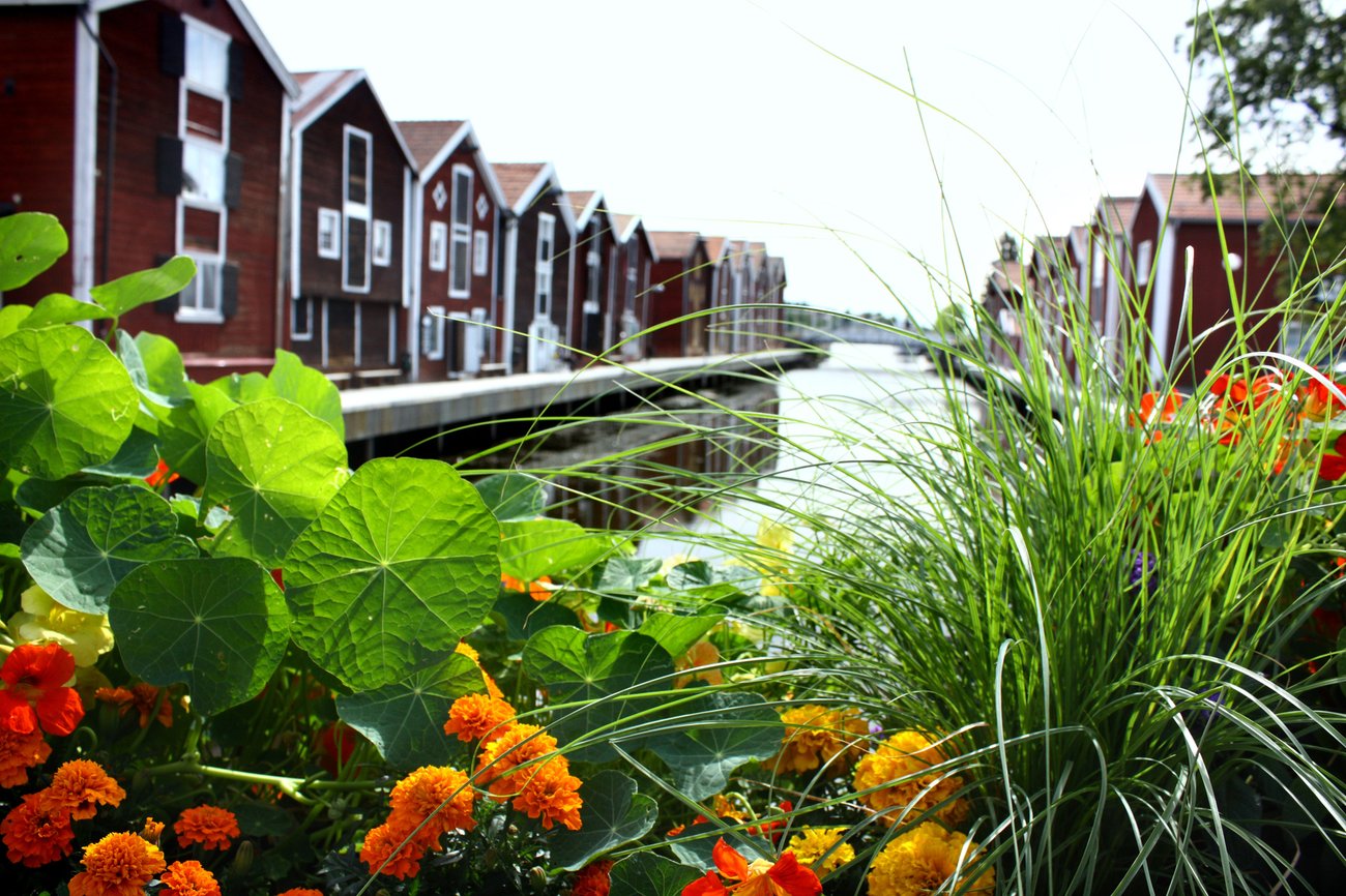 Blommig utsikt över Sjöbodarna, Strömmingssundet i Hudiksvall, foto: Okänd användare 70782, Mostphotos Blommig utsikt över Sjöbodarna, Strömmingssundet i Hudiksvall, foto: Okänd användare 70782, Mostphotos