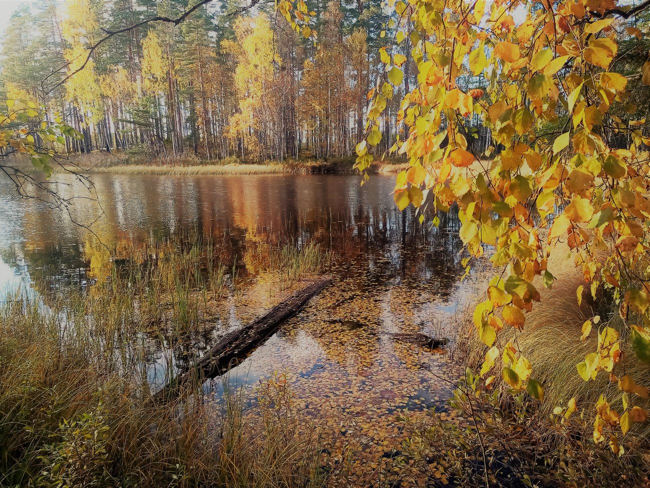 Sjön Logärden omfamnar hösten, foto: SKOGSVILDE, Mostphotos