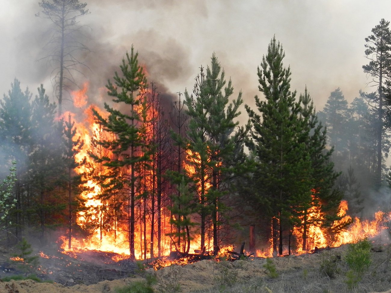 Skogsbrand, foto: Nikolay Zirov, Mostphotos