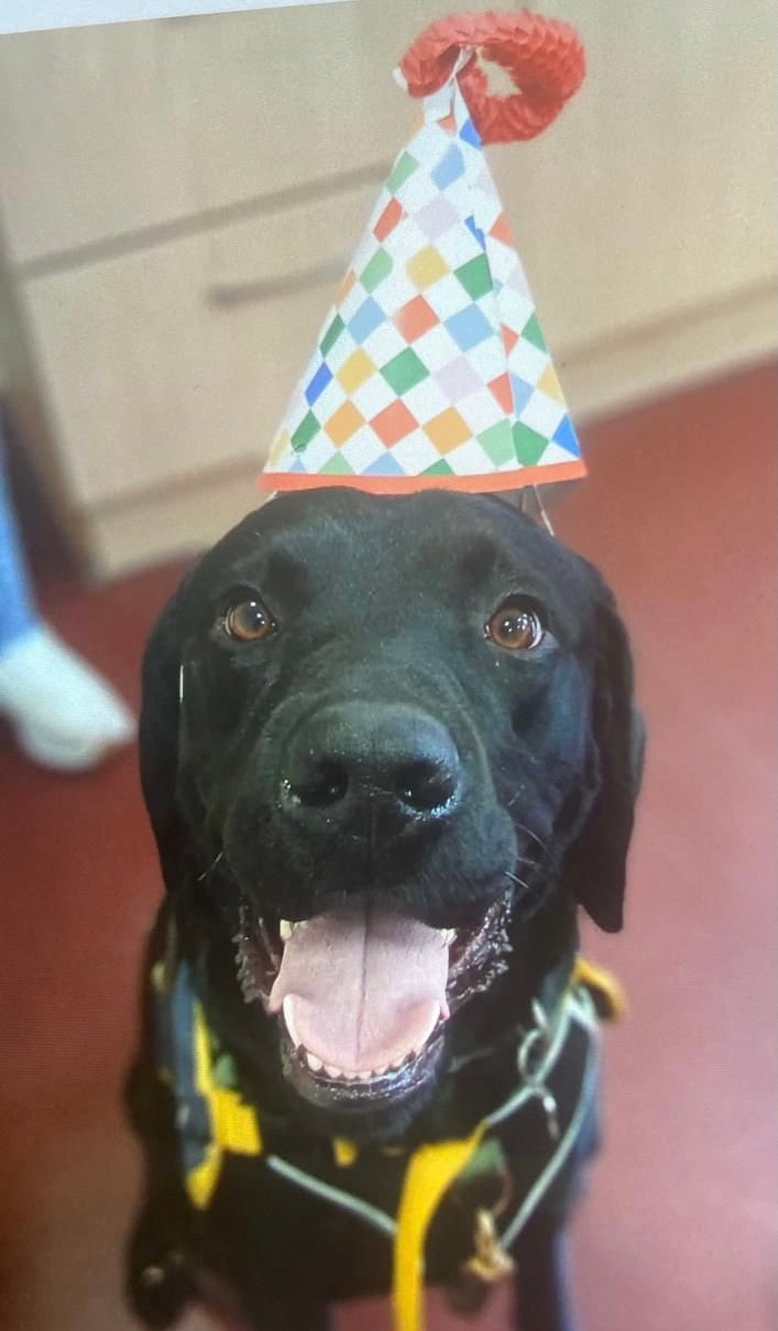 A black assistance dog sits facing the camera, wearing a colourful patterned party hat. The dog has an open mouth and appears happy and alert. A yellow harness is visible, and the indoor background is softly blurred. The image captures the dog celebrating a birthday or special occasion.