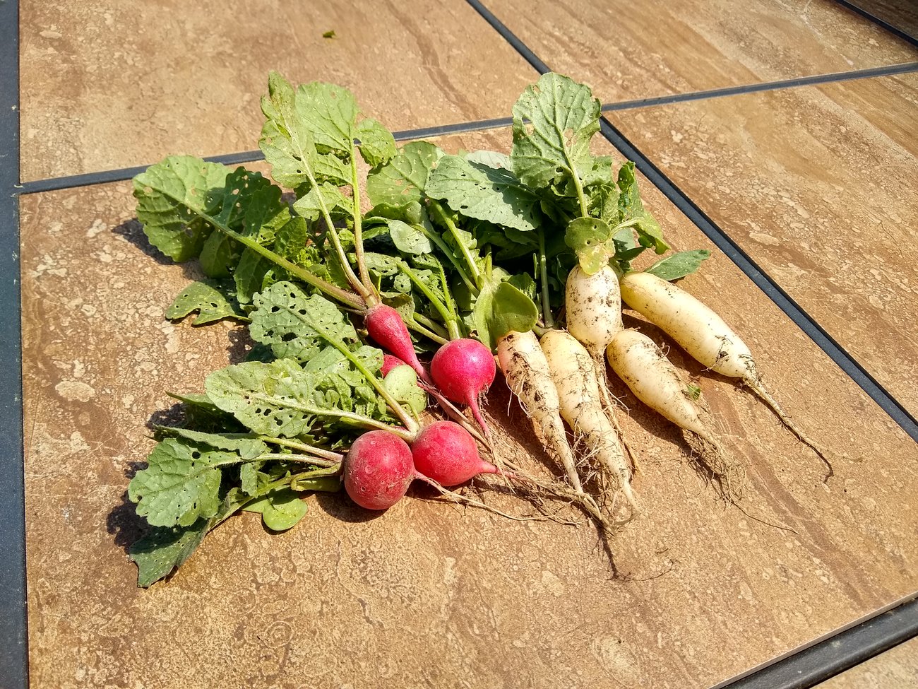 photo of freshly harvested radishes 