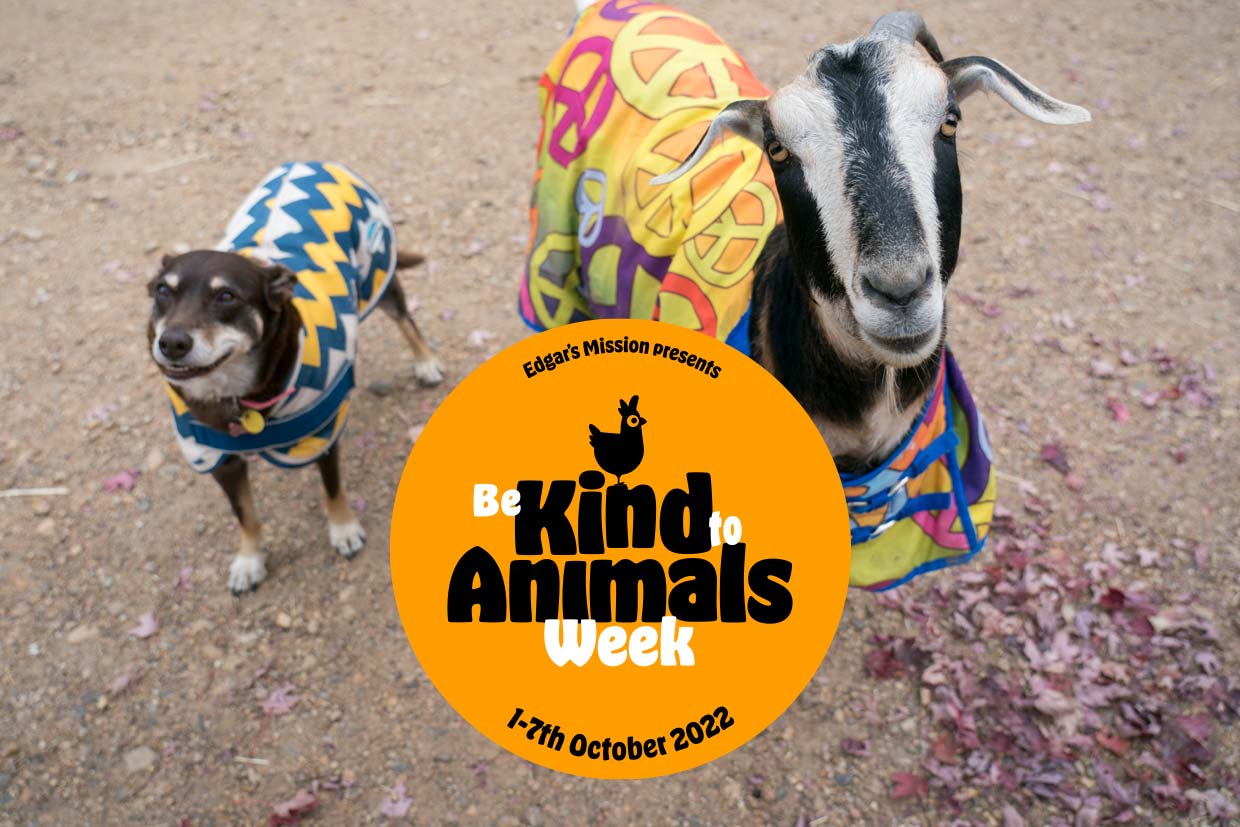 Be Kind to animals week 2022