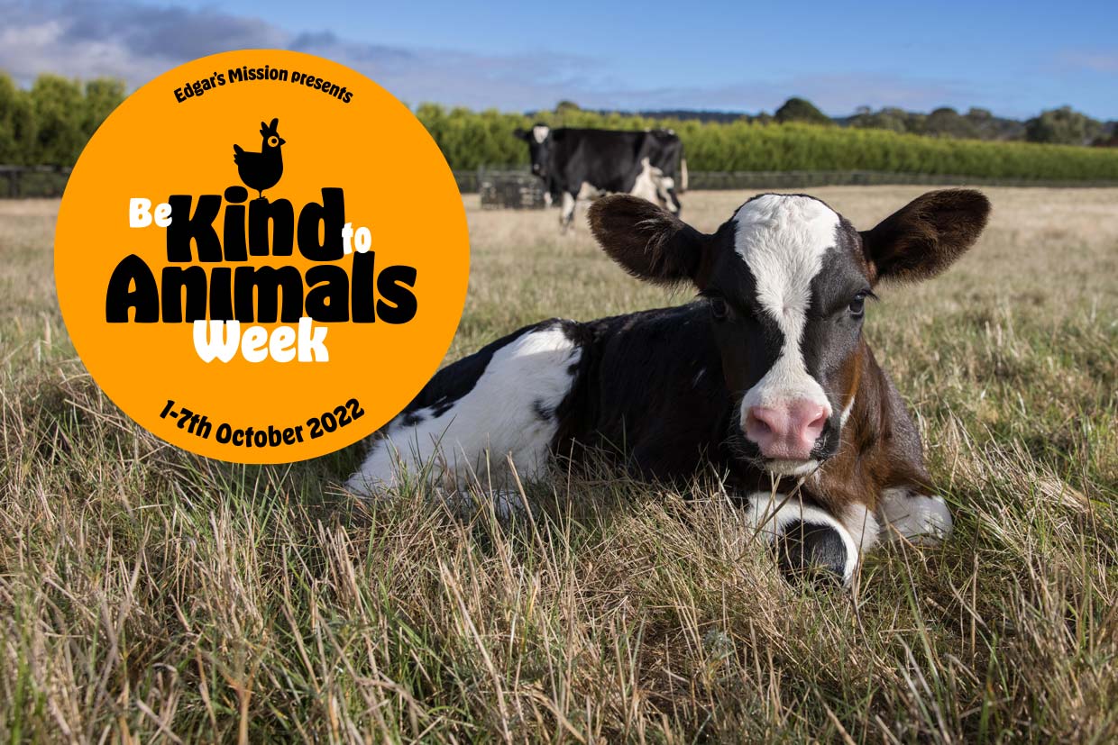 Be Kind to Animals Week