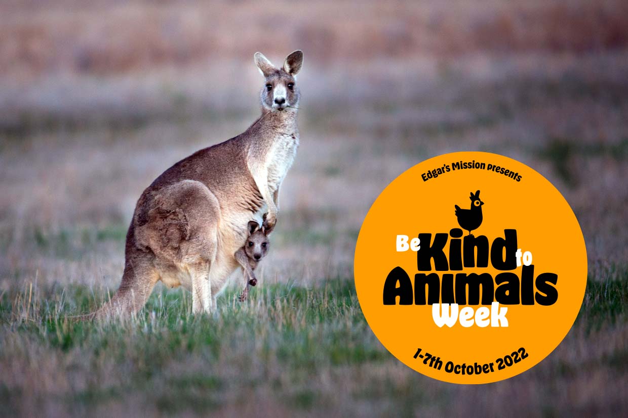 Be Kind to Animals Week