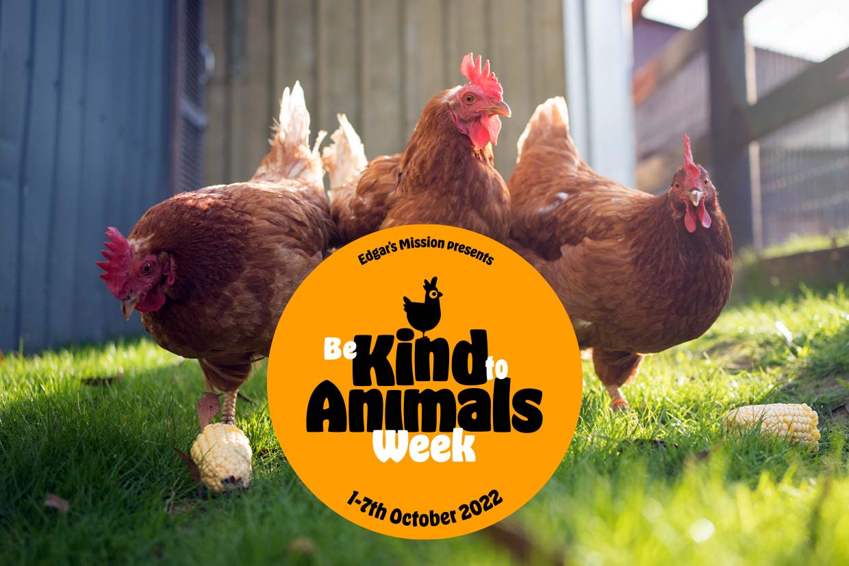 Be Kind to Animals Week