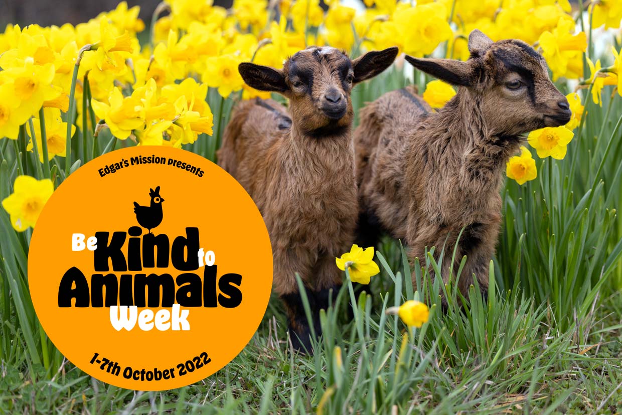 Be Kind to Animals Week