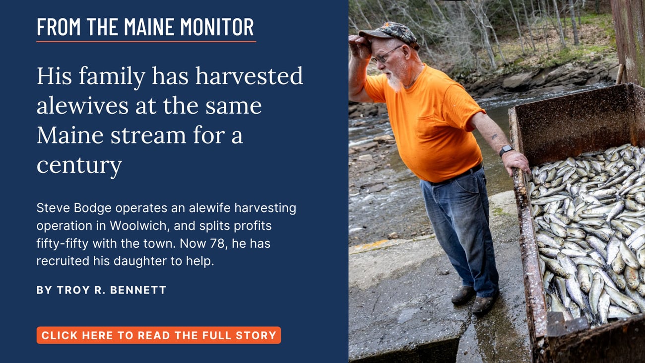 His family has harvested alewives at the same Maine stream for a century. Steve Bodge operates an alewife harvesting operation in Woolwich, and splits profits fifty-fifty with the town. Now 78, he has recruited his daughter to help. Read this Maine Monitor story by Troy R. Bennett. 