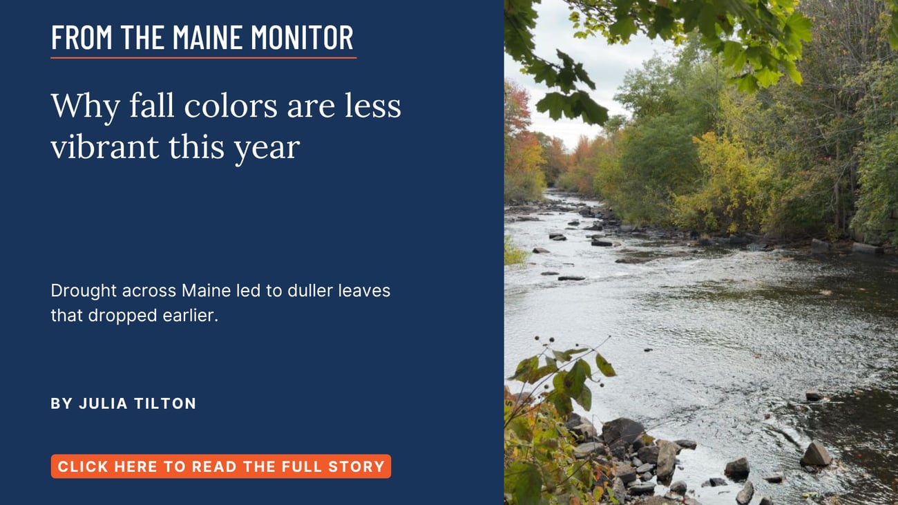 Why fall colors are less vibrant this year. Drought across Maine led to duller leaves that dropped earlier. Read this Maine Monitor story by Julia Tilton.