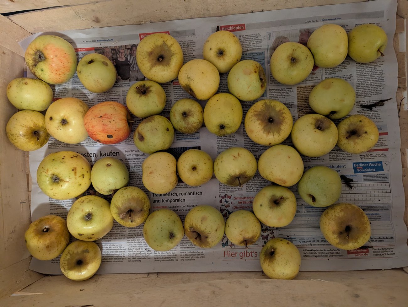 Foto einer Kiste, in der sich Äpfel befinden.