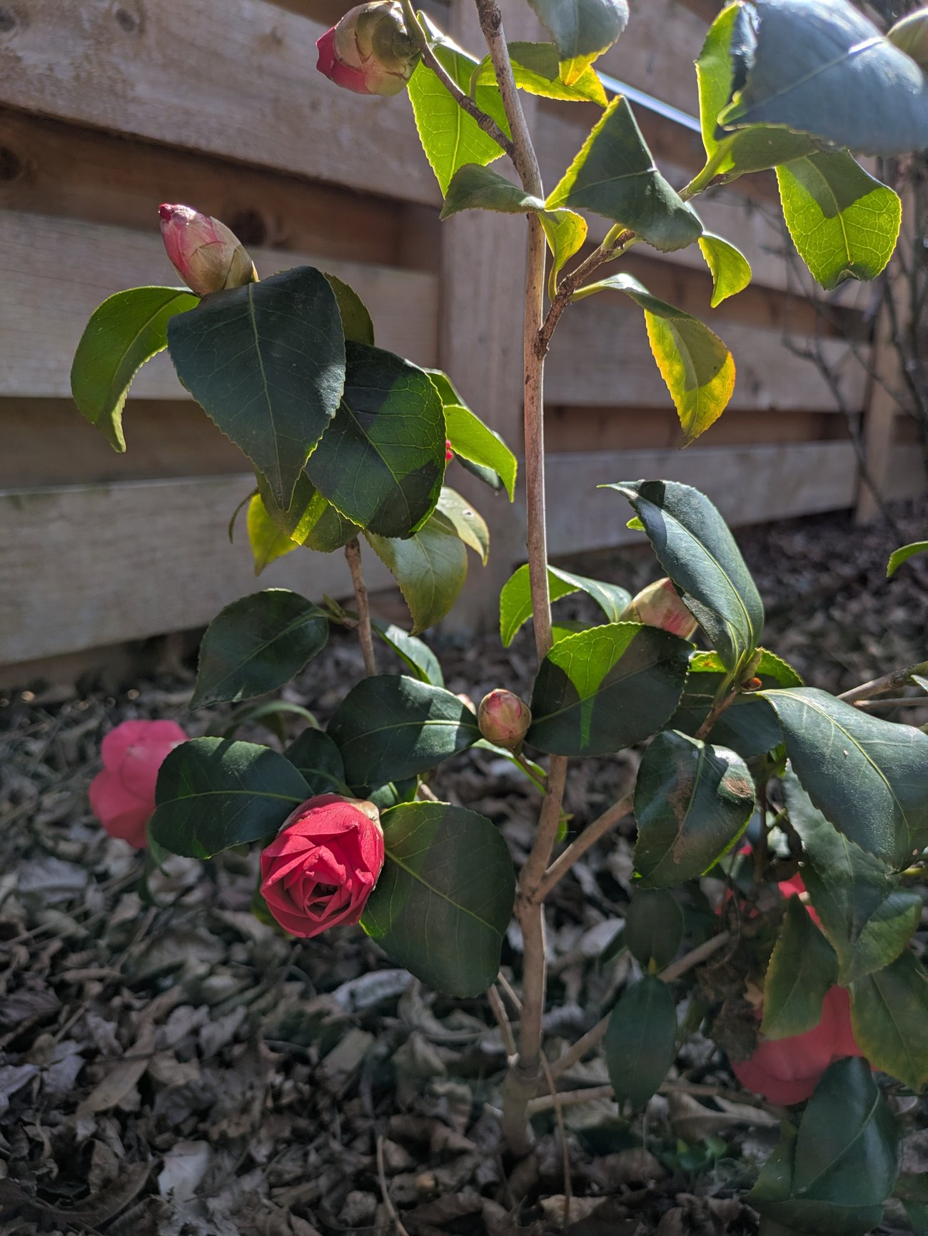 Camellia plant with red buds and one blooming flower in a backyard garden.