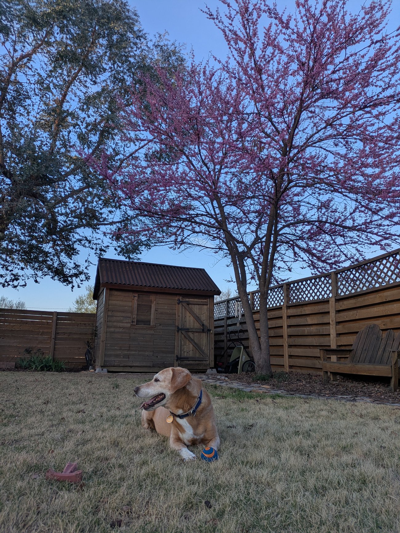 Dog resting in a backyard under a blooming pink tree.