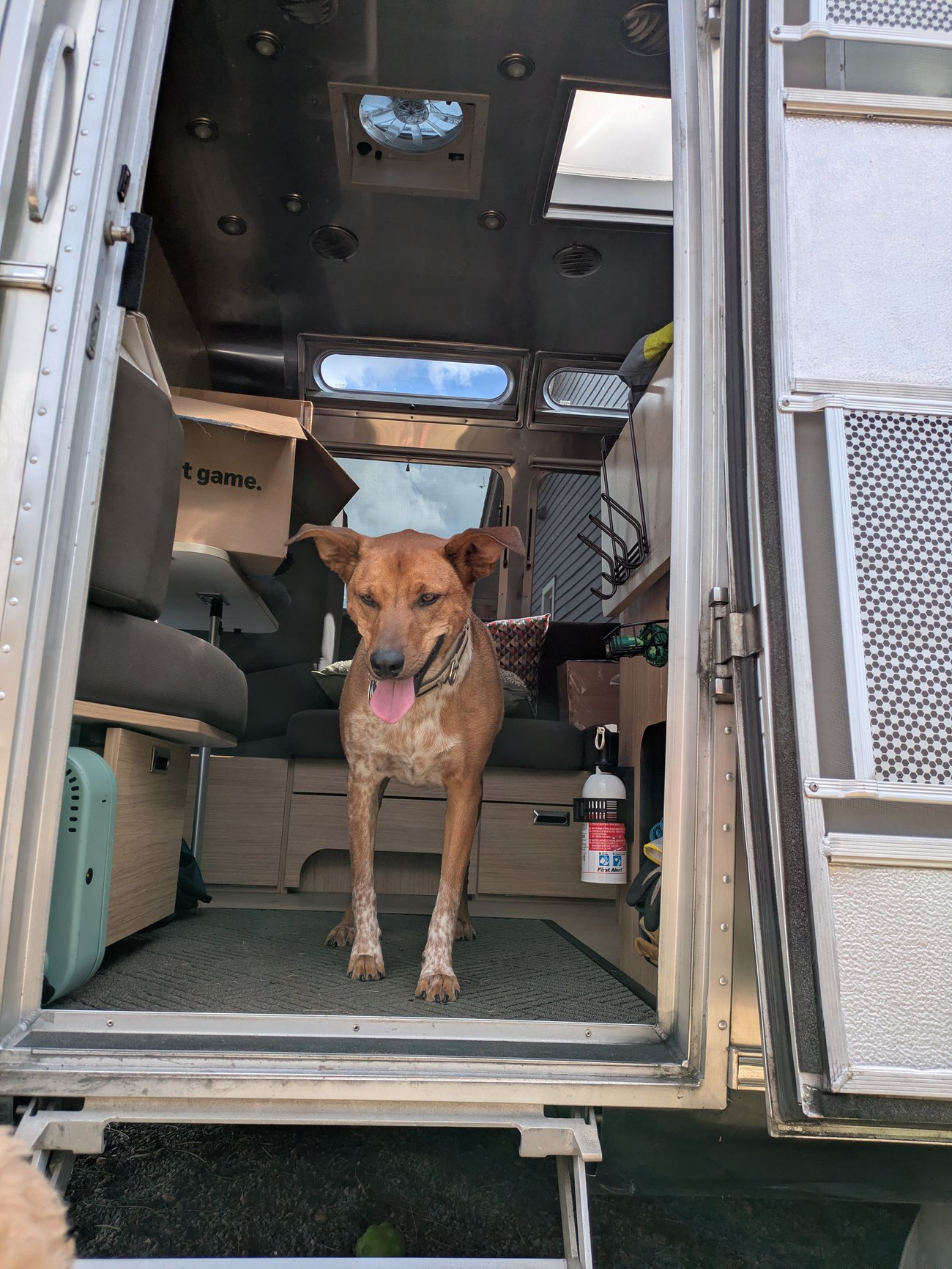 Dog standing in the doorway of an Airstream travel trailer.