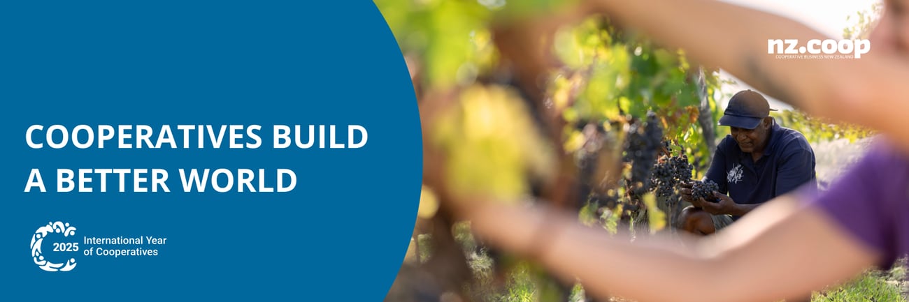 Grape harvest time in Aotearoa