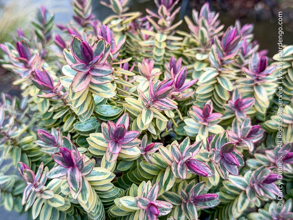 Enjoy Year-Round Beauty From 4 Season Foliage and Spring to Fall Flowers