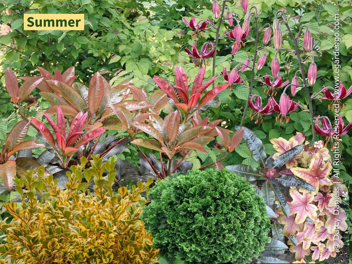 Enjoy Year-Round Beauty From 4 Season Foliage and Spring to Fall Flowers
