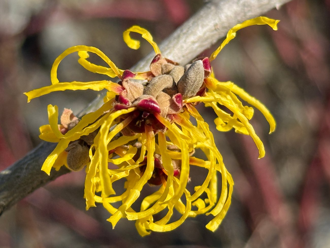 Stringy yellow and red petals blossom from a stalk