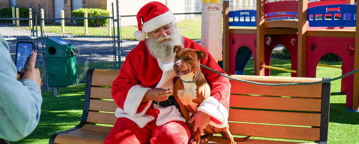 Santa with a Shelter Dog posing for a photo