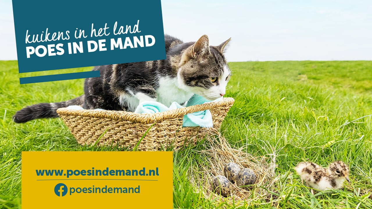 Poes in de mand