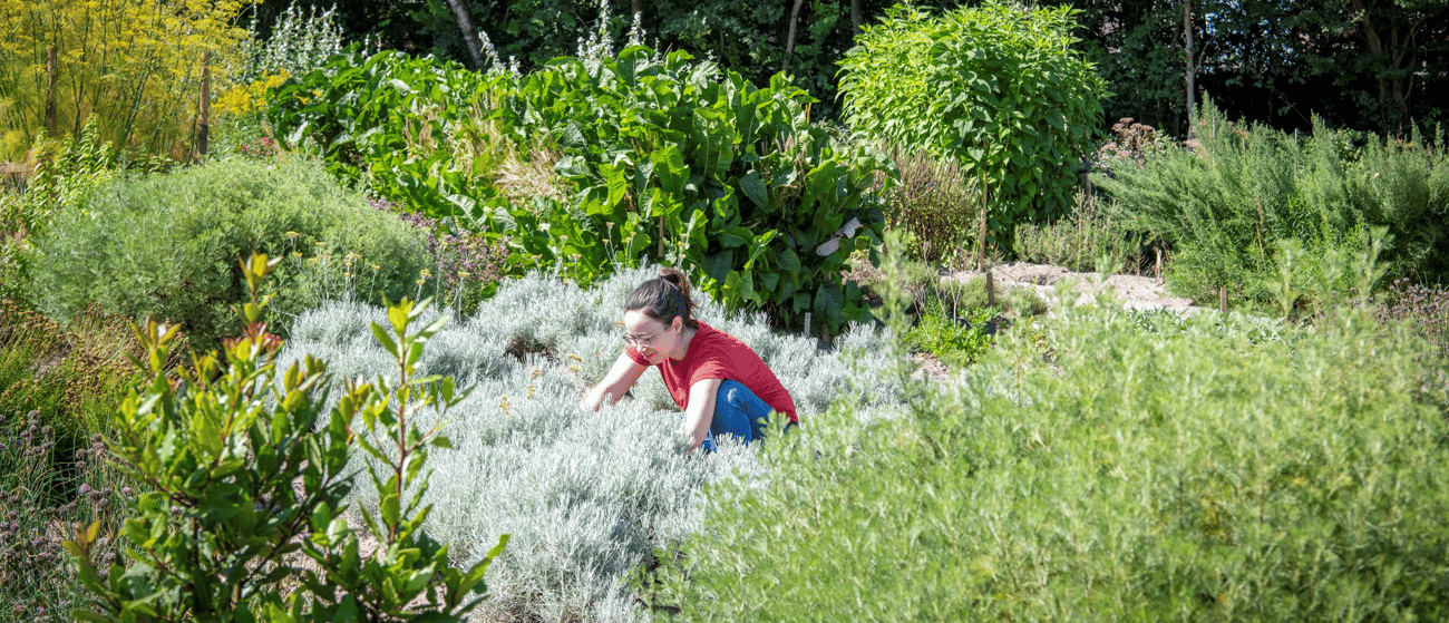 Historische kruidentuinen