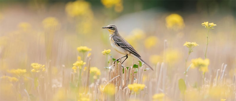 Broedende soorten van dit moment