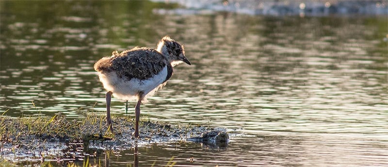 Broedende soorten van dit moment