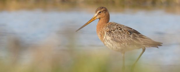 Broedende soorten van dit moment