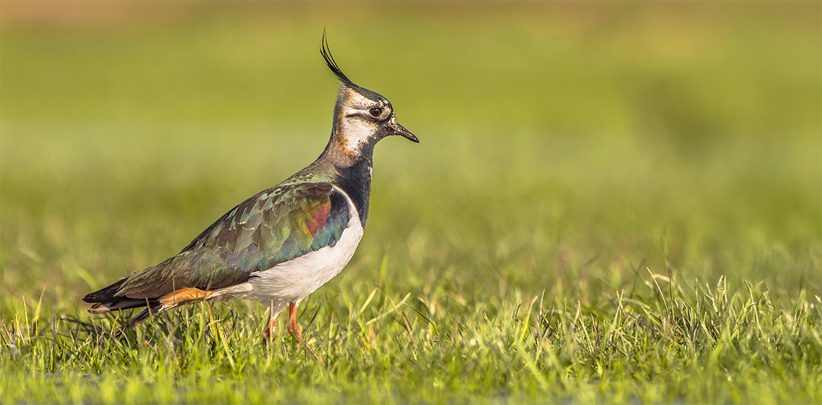Weidevogelkerngebieden