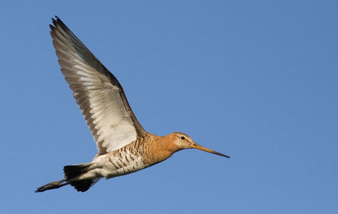 Nieuwsbrief De Groene Motor