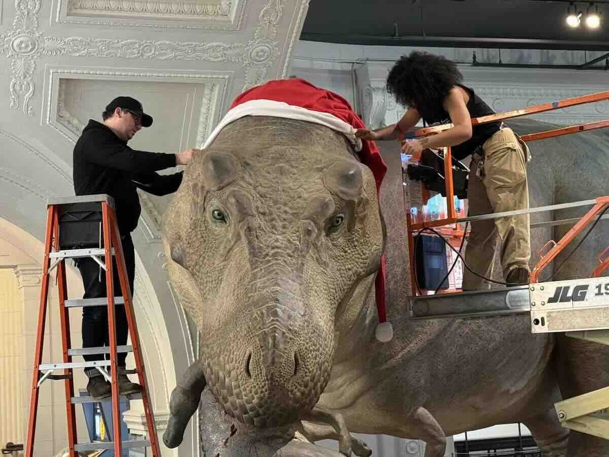 Staff at the Field Museum fit the T. Rex model with a Santa hat. (Patty Wetli / WTTW News)