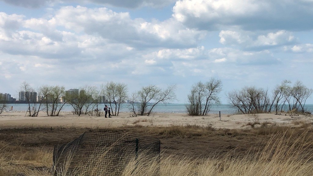 Caption: Devoted stewardship turned a stretch of Montrose Beach into an incredible natural area. Credit: Patty Wetli