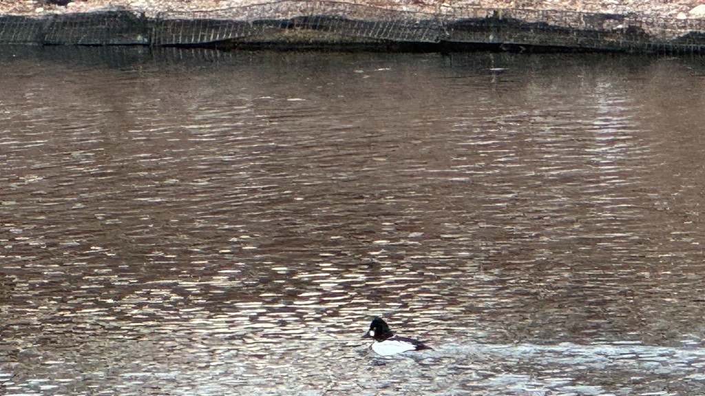 Non-mallard duck on the Chicago River. (Credit: Patty Wetli)
