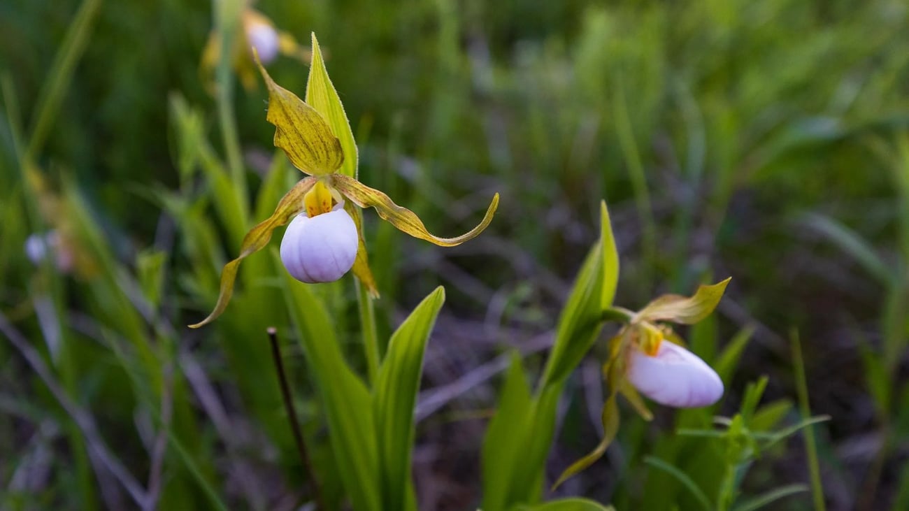 The white lady slipper orchid was de-listed as endangered after monitors found it was more abundant than thought. (U.S. Fish and Wildlife Service Midwest) The white lady slipper orchid was de-listed as endangered after monitors found it was more abundant than thought. (U.S. Fish and Wildlife Service Midwest)