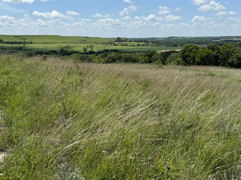 Konza Prairie. Trust me, it’s gorgeous. Credit: Patty Wetli / WTTW News Konza Prairie. Trust me, it’s gorgeous. Credit: Patty Wetli / WTTW News