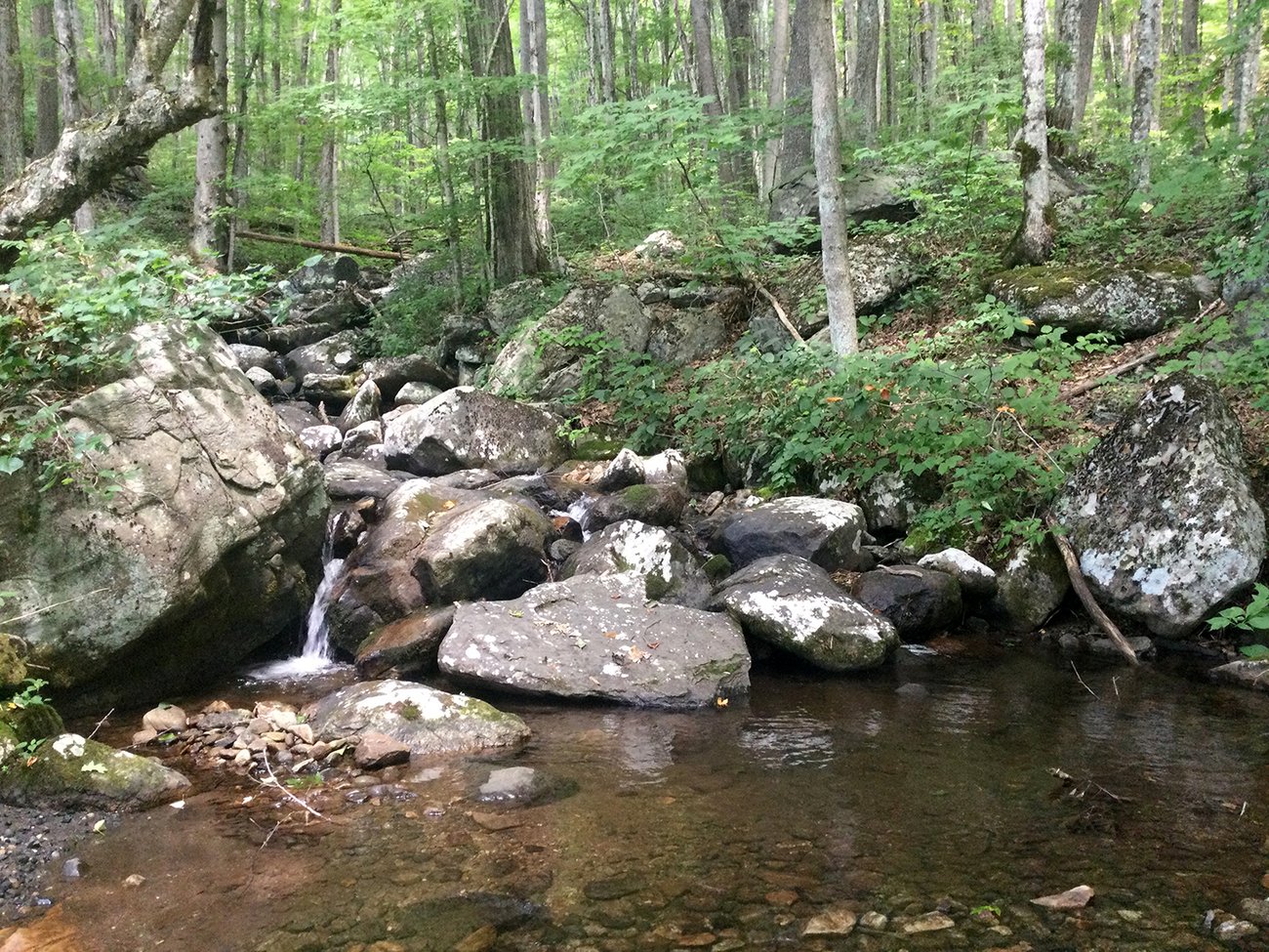 Photo of stream over large boulders surrounded by trees