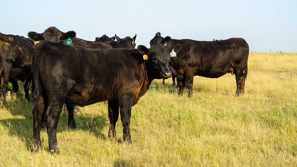 cattle in a field