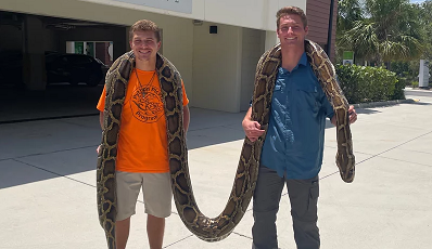 Record-Breaking Burmese Python