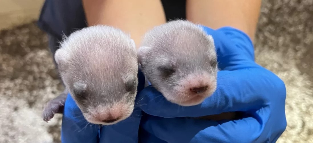 Clone Ferret Mom Helps Its Species Conservation