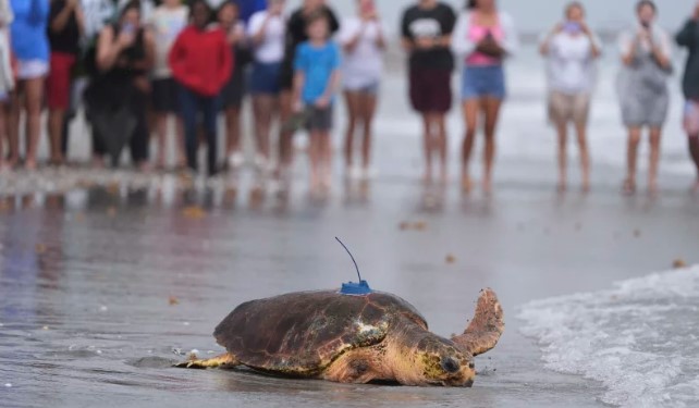 Dilly Dally the sea turtle