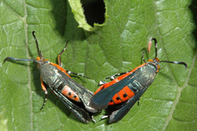 squash beetles on leaf
